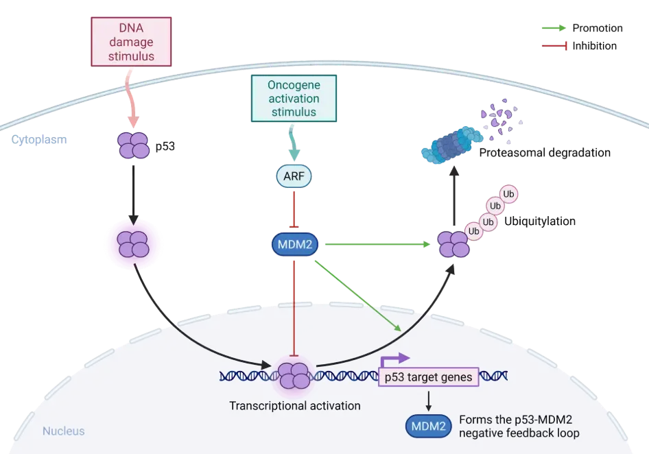tumor suppressor gene p53