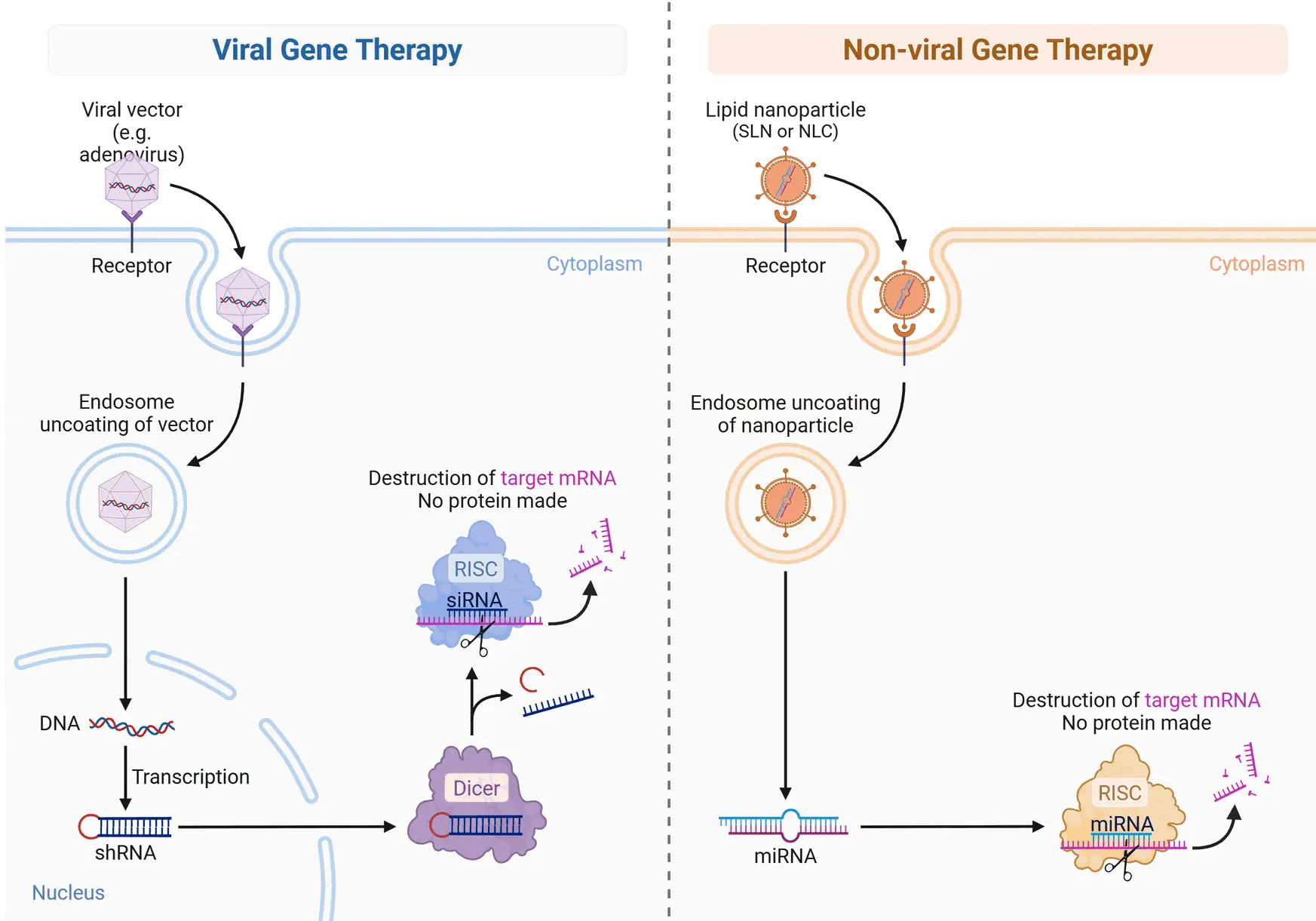 gene therapy